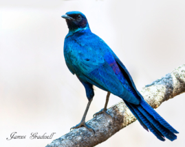 Burchells Starling. Marloth Park, Kruger