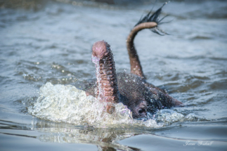 Baby elephant swimming towards us while trying to cross Chobe river, Botswana