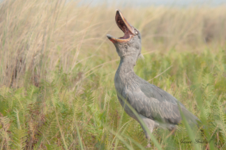 African Shoebill, Uganda