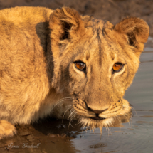 Lion Cub Stare, Savuti, Botswana