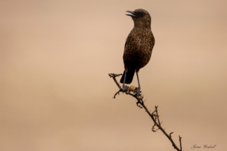 Ant Eating Chat, Barberton Region