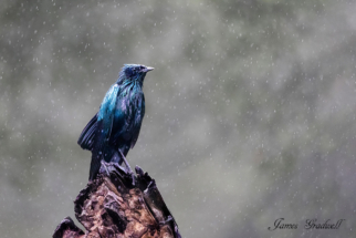 Burchells Starling in the rain, Kruger Park