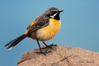 Drakensberg Rock Jumper, Sani Pass