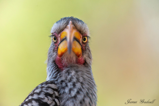 Yellow Billed Hornbill. Portrait. Kruger