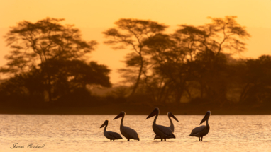 Pelican Sunset, Ndumo Game Reserveame