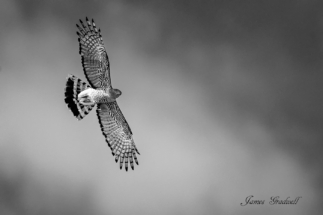 Cuckoo Hawk in Flight