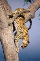 A leopard gracefully climbs down a tree, Sabi Sands, South Africa 