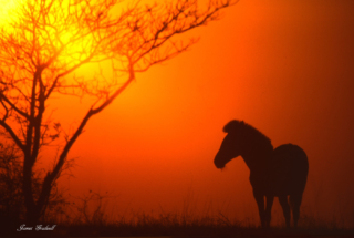 Zebra Mohawk Sunset, Kruger National Park