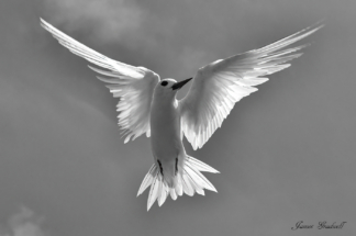 White Tern. Seychelles, Beautiful pic