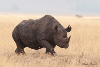 Black_Rhino. Open Fields. Ngorongoro Crater