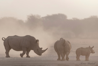 Family Herd of Rhino, in the dust.