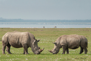 White Rhino grazing in grass, Kenya