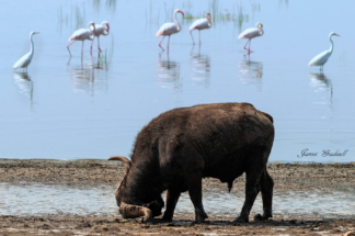 Buffalo and the flamingoes_Copyright_James Gradwell