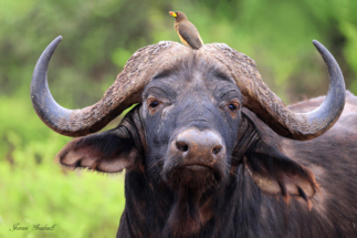 Cape Buffalo with Yellow Billed ox-pecker on head