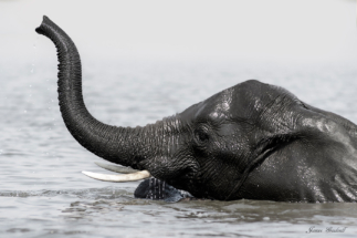 Elephant in water with trunk up, black and white image