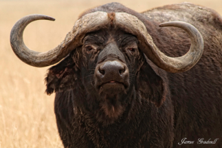 Buffalo Bull, staring at you