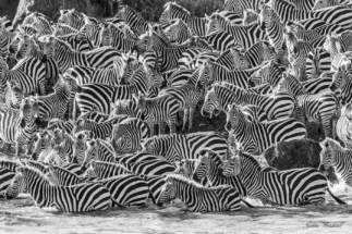 Group of tightly packed zebras during migration, Kenya