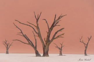 Dead Trees and Red Dunes_Copyright_James Gradwell