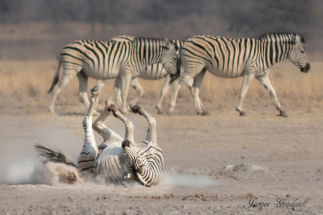 Dust_Bath_Copyright_James Gradwell