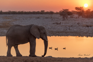 Elephant&amp;geese_Copyright_James Gradwell