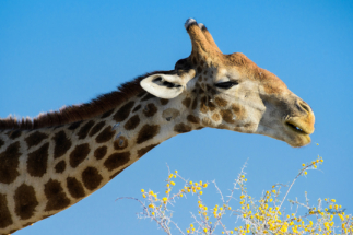 Giraffe_Copyright_James Gradwell