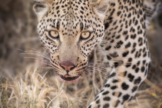 Leopard_Lair_Copyright_James Gradwell