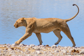 Lioness_Copyright_James Gradwell