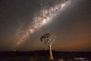 Single tree with milky way sky background Nambia James Gradwell