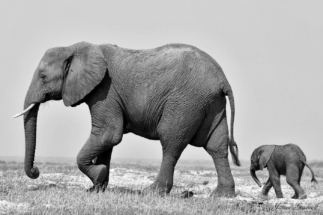 Motherandchild_Copyright_James Gradwell