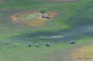 Okavango_Copyright_James Gradwell