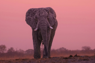 Elephant and pink sunset sky. James Gradwell