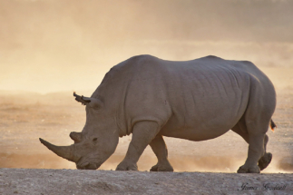 Rhino_Dust_Copyright_James Gradwell