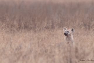 Scavenger_Copyright_James Gradwell