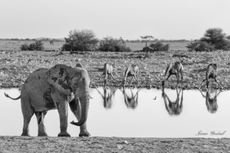 Elephnat and giraffe drinking at waterhole, Etosha, Namibia James Gradwell