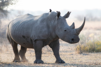 White_Rhino_Copyright_James Gradwell