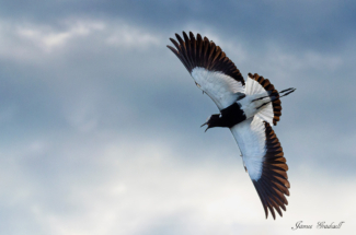 Dramatic image Blacksmith Plover in flight