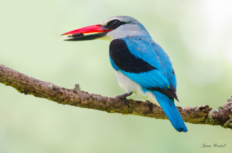 Woodland kingfisher with food in beak