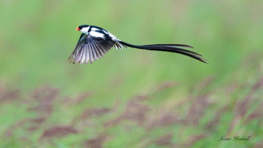 Beautiful Pin Tailed Whydah in flight 