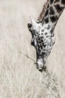Giraffe feeding from a different perspective, Kenya