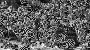 They call a group of Zebra a dazzle because their stripes make it hard for a predators to single out one