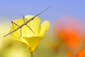 Baby Stick insect on Flowers Namaqualand