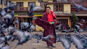 Nepal, monk in a swirl of pigeons while feeding them