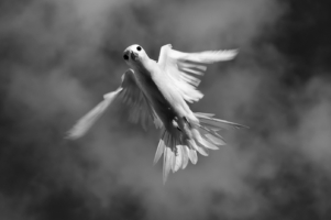 Hovering close up of a White or Angel Tern Seychelles, black and white