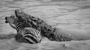 Masaii Mara, Great Migration, River crossing