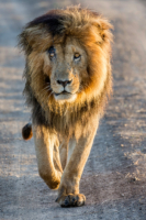 Famous &#039;Scar&#039; Lion Masai Mara