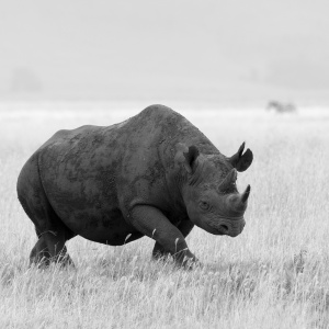 Monochrome Black Rhino, Ngoro ngoro Crater