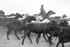 Horse back sheep herders, Kyrgyzstan
