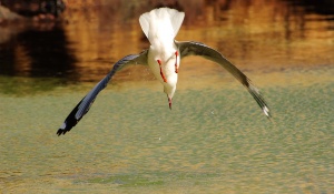 A diving seagull trying to get underwater food Cape Town