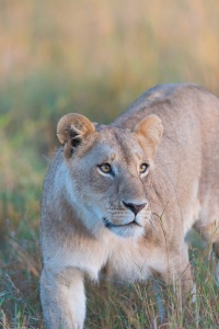 Lioness on the prowl, Sabi Sands, South Africa