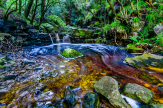 Cape Town Forest Stream